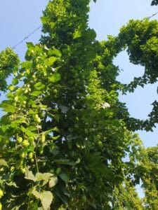 Żaczek chmielu na paliku, rozwijający się w słońcu, zdrowe rośliny chmielu do sadzenia.