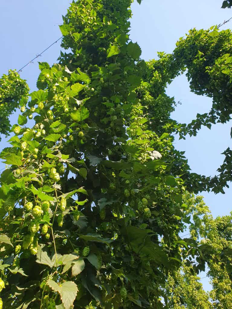 Żaczek chmielu na paliku, rozwijający się w słońcu, zdrowe rośliny chmielu do sadzenia.