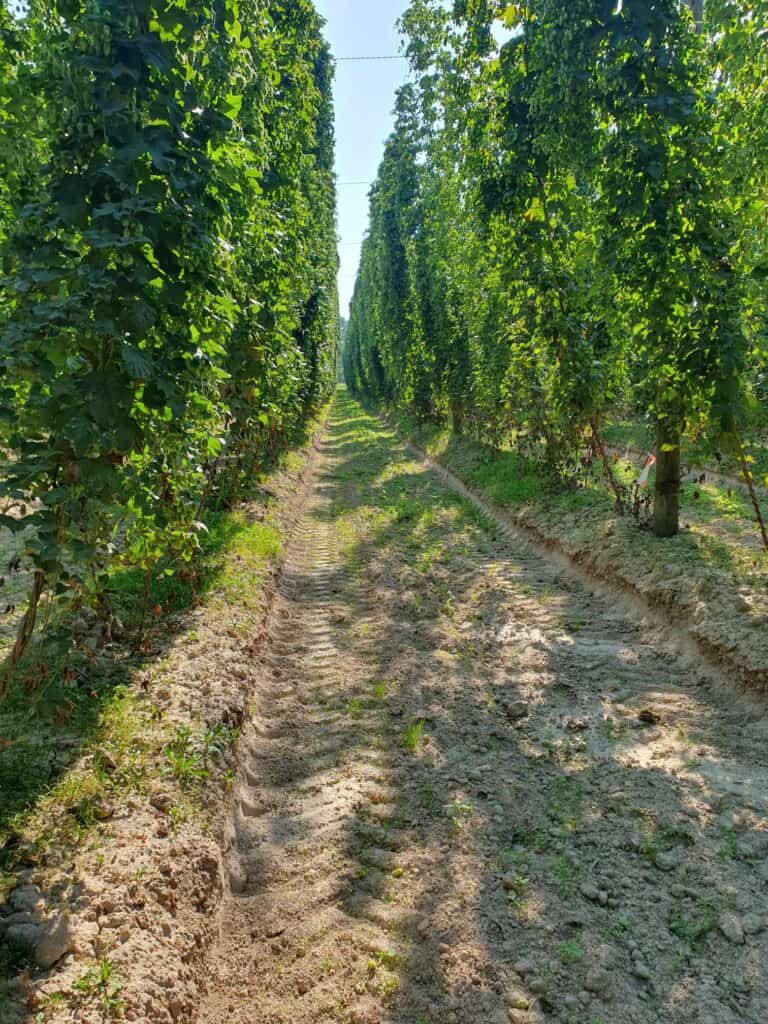 Owoce chmielu na plantacji, młode sadzonki chmielu w szklarni, plantacja chmielu, sadzonki do ogródka, uprawa chmielu.