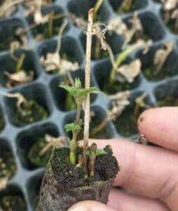 1. sadzonki chmielu, młode rośliny, sadzonki do uprawy chmielu na własną produkcję.