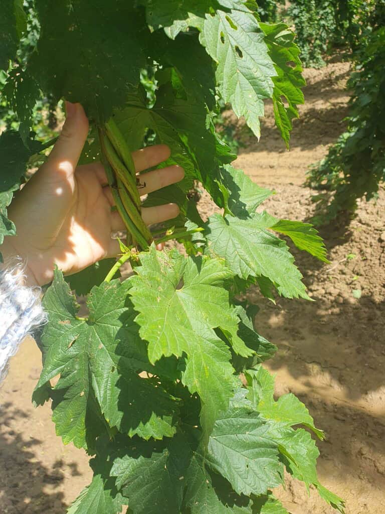 1. Sadzonki chmielu do uprawy, zdrowe i silne, idealne na plantacje piwa.