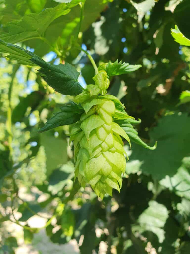 Sadzonki chmielu w rozmiarze do sadzenia, zdrowe i gotowe do uprawy, idealne dla hobbystów i profesjonalistów.