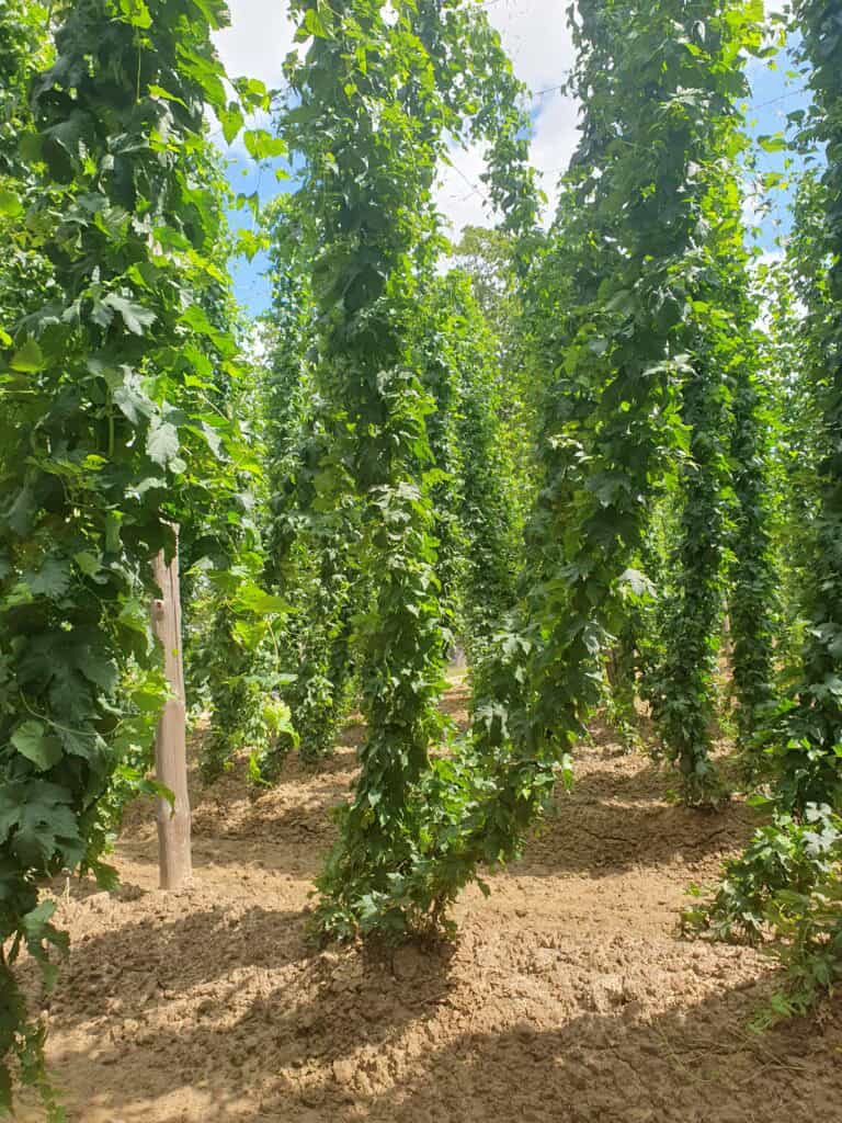 Sadzonki chmielu w szklarni, zdrowe i zielone pędy do uprawy piwa.