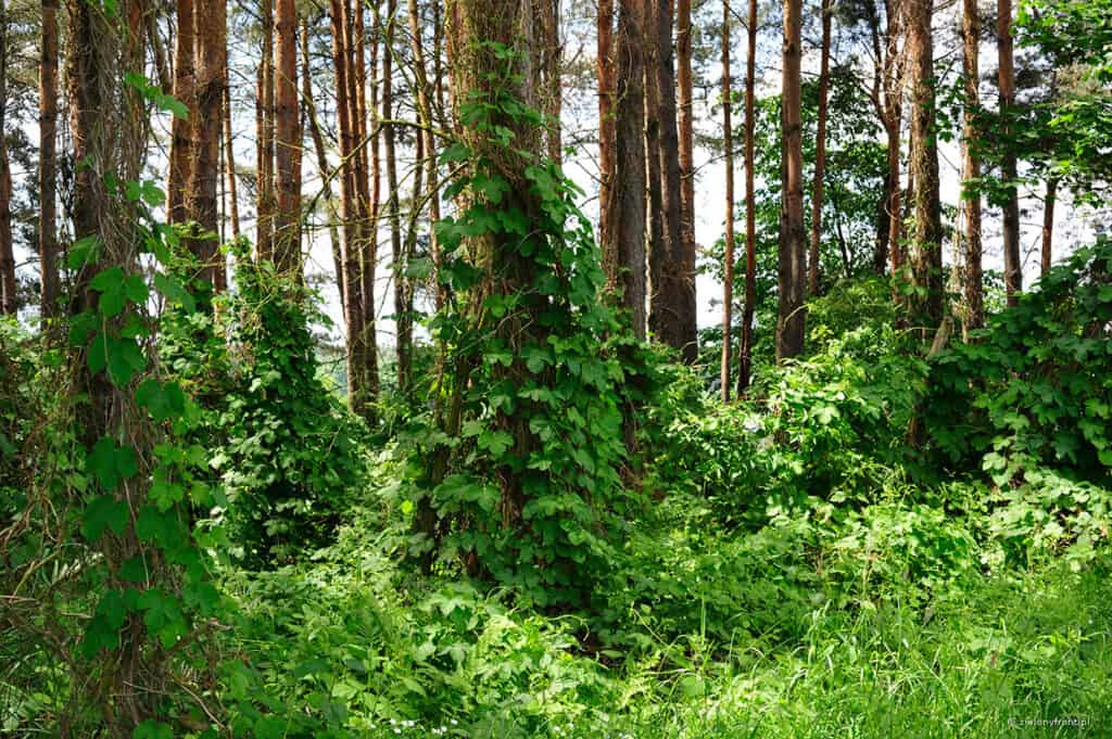 Sadzonki chmielu, sadzonki chmielu w lesie, zieleń, plantacje chmielu, sadzonki chmielu w naturze.