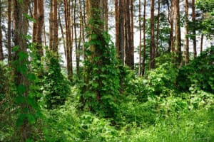 Sadzonki chmielu, sadzonki chmielu w lesie, zieleń, plantacje chmielu, sadzonki chmielu w naturze.