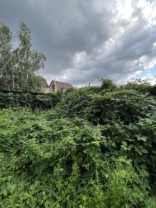 Dzika roślinność chmielu w ogrodzie, sadzonki chmielu na tle nieba, naturalne sadzonki chmielu, uprawa chmielu w ogrodzie, sadzonki chmielu do uprawy.