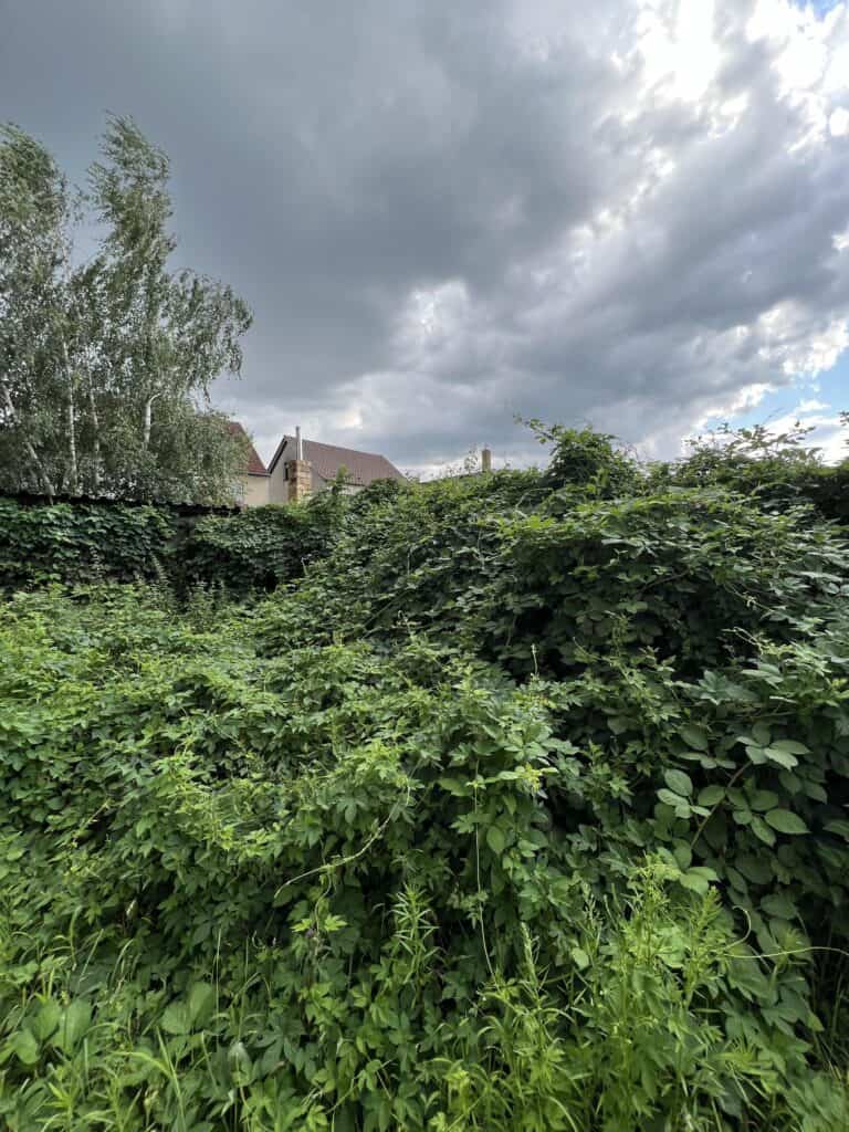 Dzika roślinność chmielu w ogrodzie, sadzonki chmielu na tle nieba, naturalne sadzonki chmielu, uprawa chmielu w ogrodzie, sadzonki chmielu do uprawy.