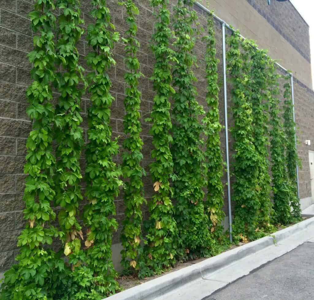 Sadzonki chmielu na balkonie i ogrodzie, szybki wzrost i wysokie plony.