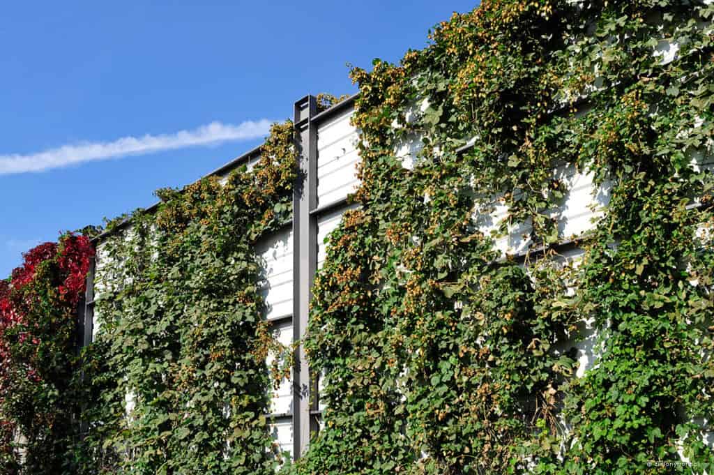Sadzonki chmielu na żywo, pnące się po ścianie z zielonymi liśćmi i kwiatami.