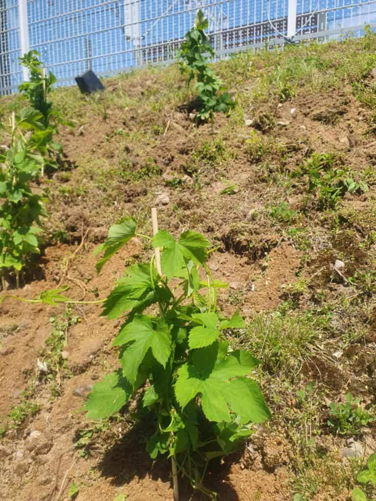 Sadzonki chmielu w ogrodzie, młode plantacje na wiosnę, rośliny do hodowli chmielu, zdrowe sadzonki op.