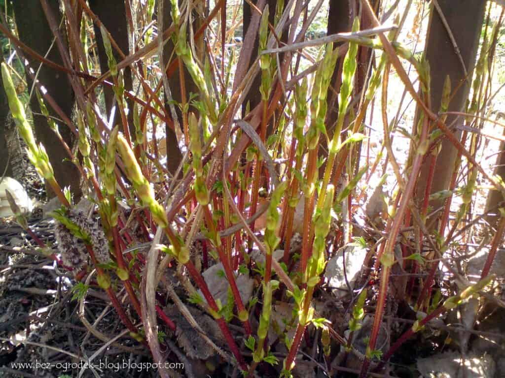 Sadzonki chmielu na rozsadę, zdrowe pędy i korzenie do uprawy hopa, sprawdzona jakość sadzonek chmielu.