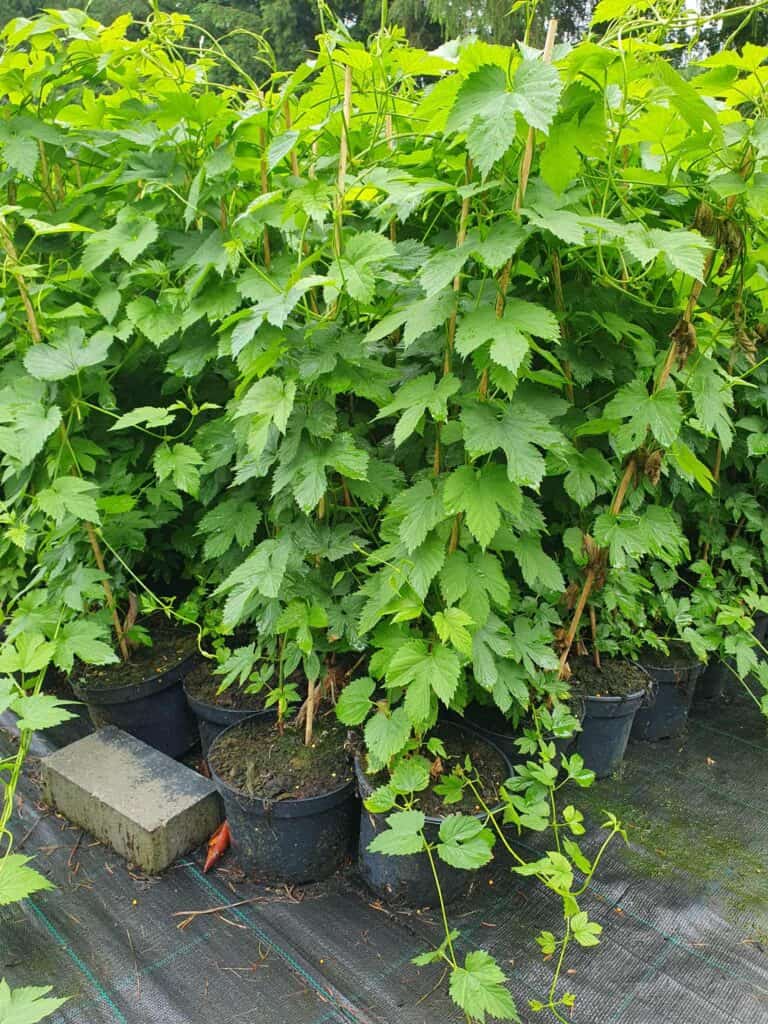 Sadzonki chmielu w doniczkach, gotowe do sadzenia na plantacji.