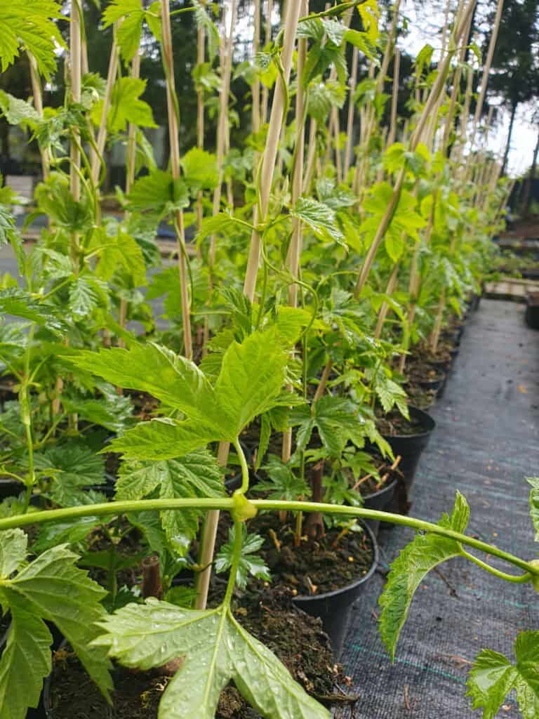 Sadzonki chmielu, młode rośliny chmielu w doniczkach na plantacji.