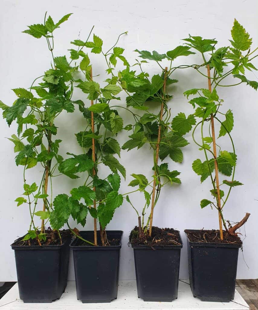Młode sadzonki chmielu w doniczkach, gotowe do sadzenia na plantacji chmielu.